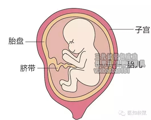 广州做试管婴儿的步骤有哪些？试管婴儿的详细步骤
