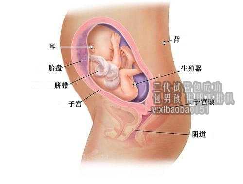 30万找个女人代生孩子,福建最全代孕公司排名,卵泡数量少患者做泰国试管婴儿