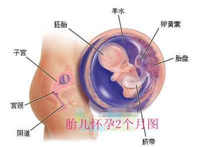 东莞知名捐卵价格,保胎小贴士：怀孕2个月准妈妈们要注意些什么